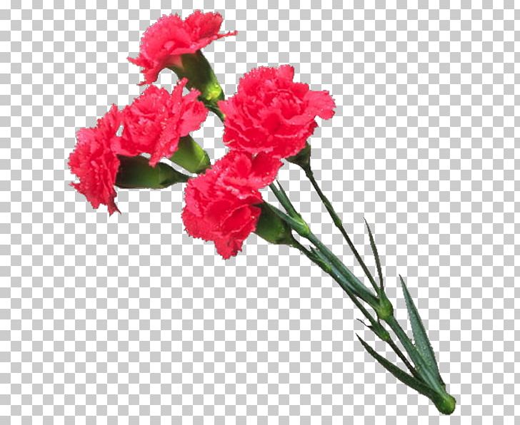 Carnation Cut Flowers Mother's Day PNG, Clipart, Artificial Flower, Blog, Color, Flower, Flower Arranging Free PNG Download