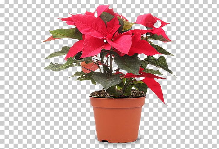 Garden Flowerpot Houseplant Cut Flowers PNG, Clipart, Annual Plant, Christmas Plants, Cut Flowers, Flower, Flower Garden Free PNG Download