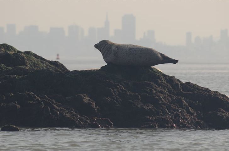 San Francisco Moss Landing Marine Laboratories Harbor Seal Pinniped Marine Mammal PNG, Clipart, Animals, Coast, Coastal And Oceanic Landforms, Harbor Seal, Inlet Free PNG Download