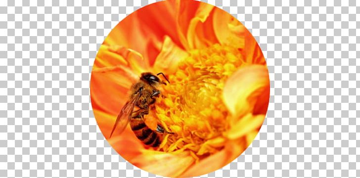 Western Honey Bee Insect Africanized Bee Worker Bee PNG, Clipart, Africanized Bee, Arthropod, Bee, Beehive, Beekeeping Free PNG Download