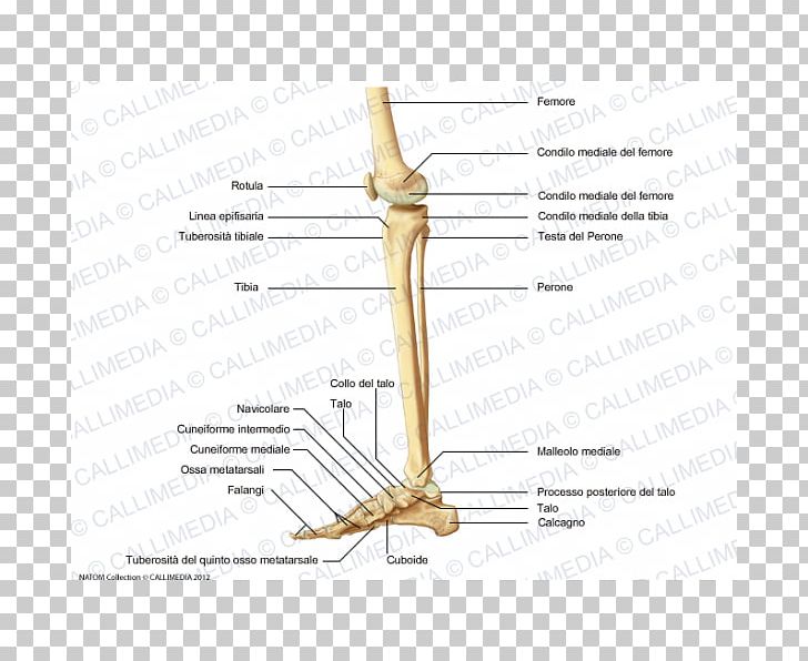 Anatomy Human Skeleton Human Body Knee Bone PNG, Clipart, Anatomy, Angle, Arm, Bone, Crus Free PNG Download