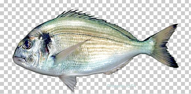 Fish Pagrus Major Red Seabream Gilt-head Bream PNG, Clipart, Angler, Animal Source Foods, Black Sea Bass, Bonito, Bream Free PNG Download
