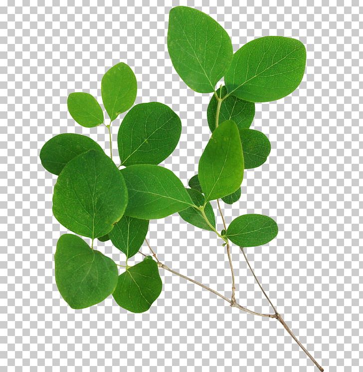 Leaf Desktop PNG, Clipart, Desktop Wallpaper, Download, Grass, Green, Herb Free PNG Download