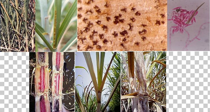 Sugarcane Pathology Red Rot Ratooning Sugarcane Grassy Shoot Disease PNG, Clipart, Acervulus, Colletotrichum, Disease, Flora, Flowerpot Free PNG Download