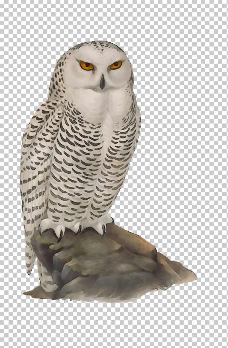Great Grey Owl Falcon Hawk Owls Beak PNG, Clipart, Beak, Falcon, Fra5q8, Great Grey Owl, Hawk Free PNG Download