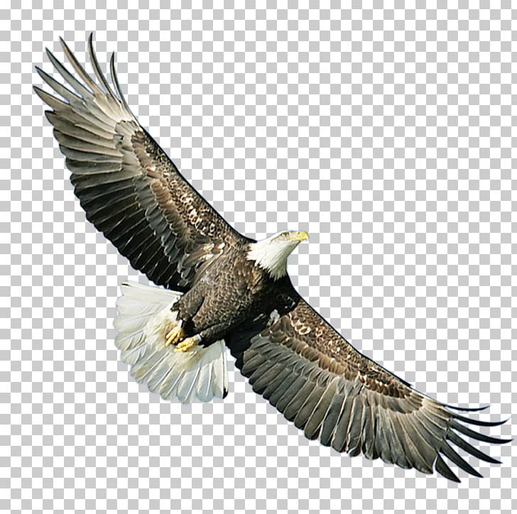 Bald Eagle Hawk Icon PNG, Clipart, Accipitriformes, Animal, Animals, Bald Eagle, Beak Free PNG Download