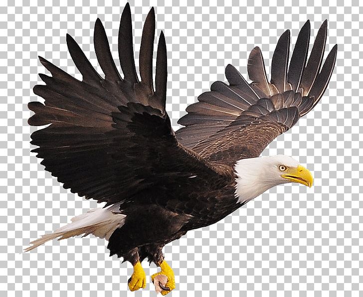 Bald Eagle Stock Photography PNG, Clipart, Accipitriformes, Alamy, Bald Eagle, Beak, Bird Free PNG Download