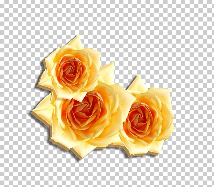 Beach Rose Flower Computer File PNG, Clipart, Beach Rose, Cut Flowers, Download, Euclidean Vector, Floral Design Free PNG Download