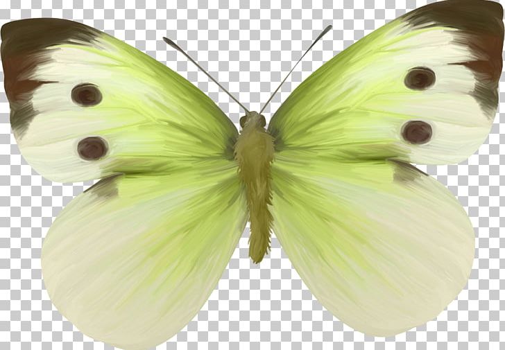 Clouded Yellows Brush-footed Butterflies Pieridae Moth PNG, Clipart, Animal, Arthropod, Bise, Brush Footed Butterfly, Butterflies And Moths Free PNG Download