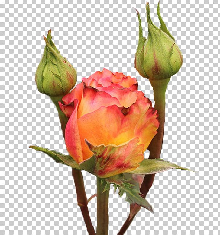 Garden Roses Cabbage Rose Floribunda Cut Flowers Floristry PNG, Clipart, Bud, Cut Flowers, David Ch Austin, Floribunda, Floristry Free PNG Download