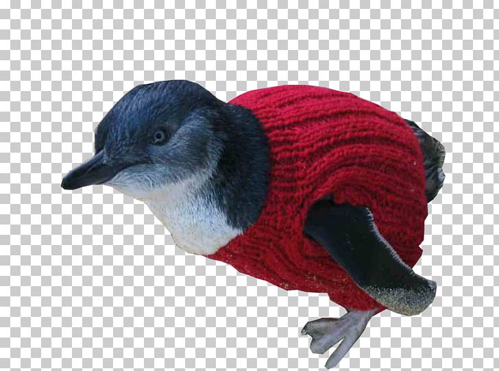 Penguin Fauna Beak PNG, Clipart, Animals, Baby Jumper, Beak, Bird, Fauna Free PNG Download