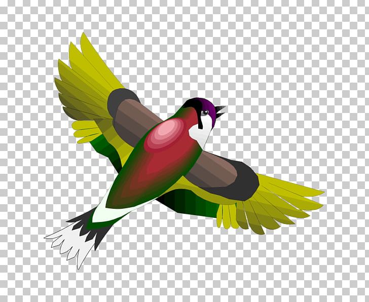 Bird Day Swallow Parrot Parakeet PNG, Clipart, Animal, Animals, Apodes, Beak, Bird Free PNG Download