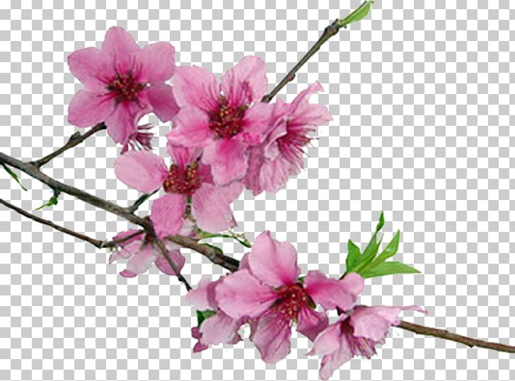 Cherry Blossom PNG, Clipart, Blossom, Branch, Cherry Blossom, Clip Art, Cut Flowers Free PNG Download