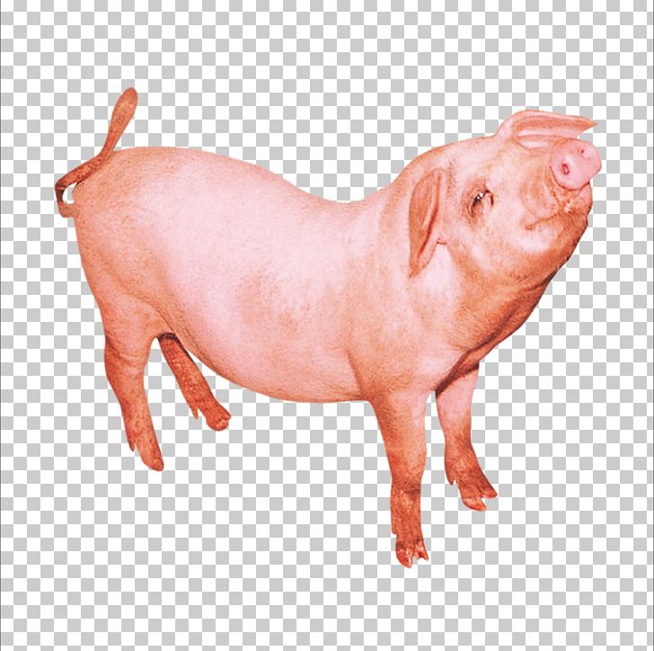 Domestic Pig PNG, Clipart, Animals, Domestic Pig, Encapsulated Postscript, Euclidean Vector, Fat Pig Free PNG Download