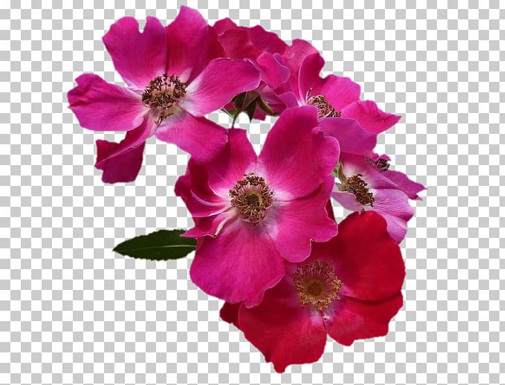 Floribunda PNG, Clipart, Advertising, Annual Plant, Bahar, Blossom, Centifolia Roses Free PNG Download