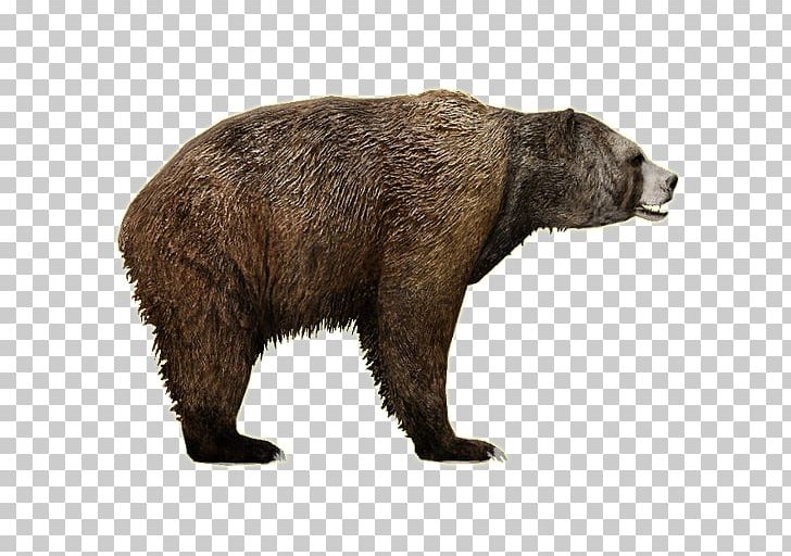 Polar Bear American Black Bear Short-faced Bears PNG, Clipart, Animals, Bear, Bear Bear, Bears, Brown Free PNG Download