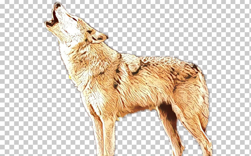Coyote Dog Jackal Wildlife Berger Picard PNG, Clipart, Berger Picard, Coyote, Dog, Jackal, Wildlife Free PNG Download