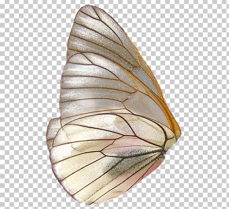 Glasswing Butterfly Insect Wing PNG, Clipart, Butterflies And Moths, Butterfly, Color, Insect, Insects Free PNG Download