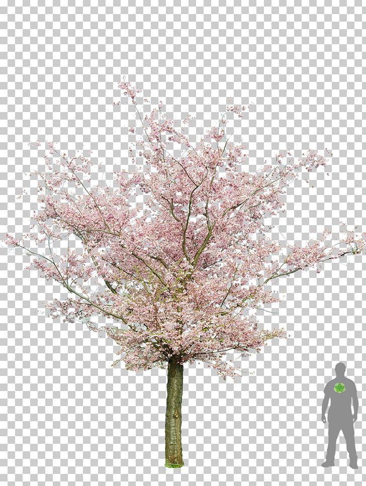 Prunus Serrulata Populus Nigra Tree Cherry Blossom Bonsai PNG, Clipart, Black Locust, Blossom, Bonsai, Branch, Broadleaved Tree Free PNG Download