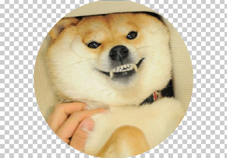 Shiba Inu Akita Puppy Doge Humour PNG, Clipart,  Free PNG Download
