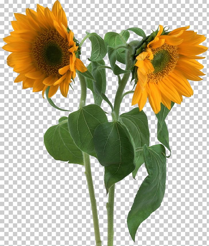 St. Martin De Porres Hospital Da-Ya Branch Common Sunflower Business PNG, Clipart, Anhui Huamao Textile Co Ltd, Annual Plant, Business, Common Sunflower, Company Free PNG Download