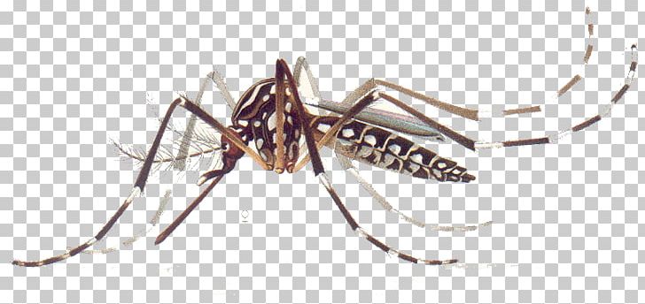 Yellow Fever Mosquito Dengue Zika Virus Chikungunya Virus Infection PNG, Clipart, Aedes, Aedes Aegypti, Arachnid, Art, Arthropod Free PNG Download