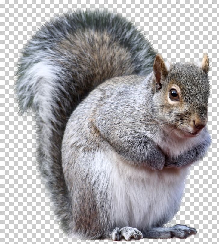 Connecticut Eastern Gray Squirrel Fox Squirrel Western Gray Squirrel Animal PNG, Clipart, Animal, Animals, Chipmunk, Christmas Tree, Connecticut Free PNG Download