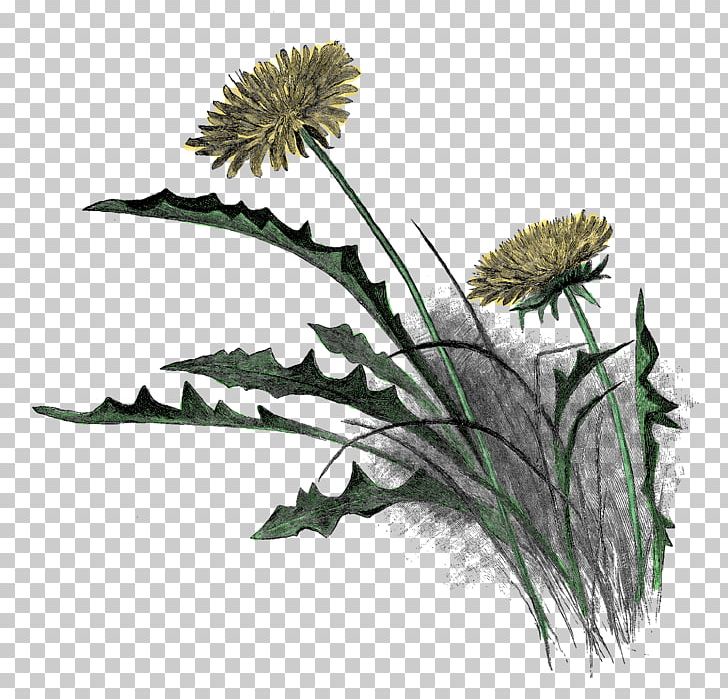 Drawing Wildflower Pencil PNG, Clipart, Antique, Art, Dandelion, Drawing, Flora Free PNG Download
