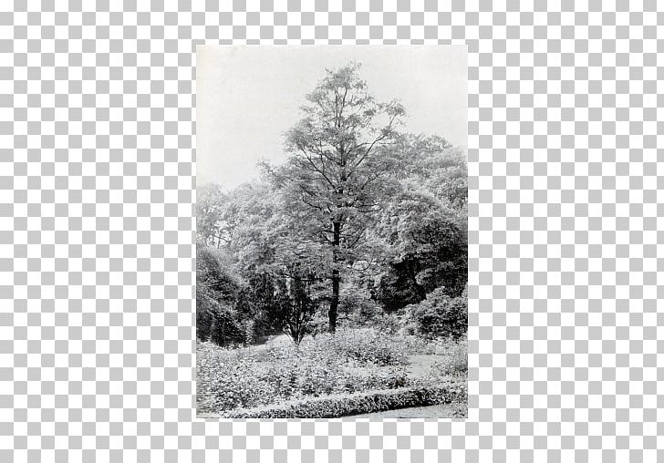 Monochrome Photography Tree Forest PNG, Clipart, Black And White, Branch, Branching, Forest, Landscape Free PNG Download