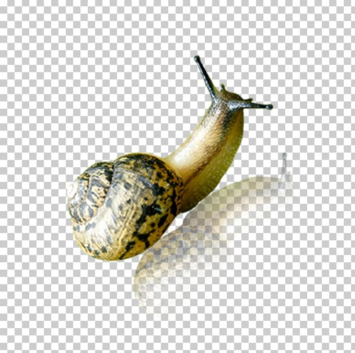 Snail Orthogastropoda PNG, Clipart, Animal, Animals, Baby Crawling, Crawl, Crawling Free PNG Download