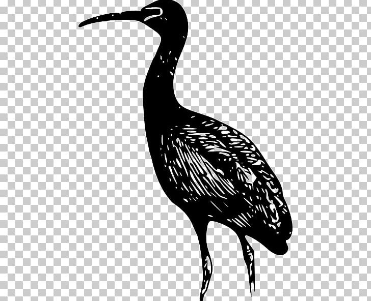 Bird Bald Eagle Ibis PNG, Clipart, American White Ibis, Bald Eagle, Bird, Crane, Crane Like Bird Free PNG Download
