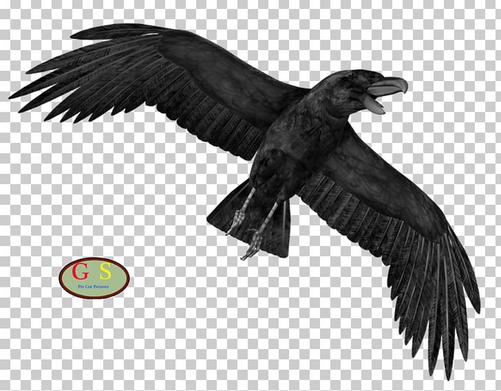 Crow Display Resolution PNG, Clipart, Accipitriformes, Animals, Bald Eagle, Beak, Bird Free PNG Download