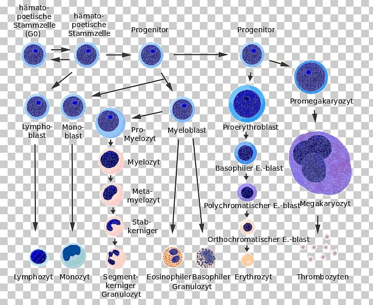 Hematopoietic Stem Cell Red Blood Cell Haematopoiesis Cellular Differentiation PNG, Clipart, Angle, Basophil, Blood Cell, Body Jewelry, Bone Marrow Free PNG Download