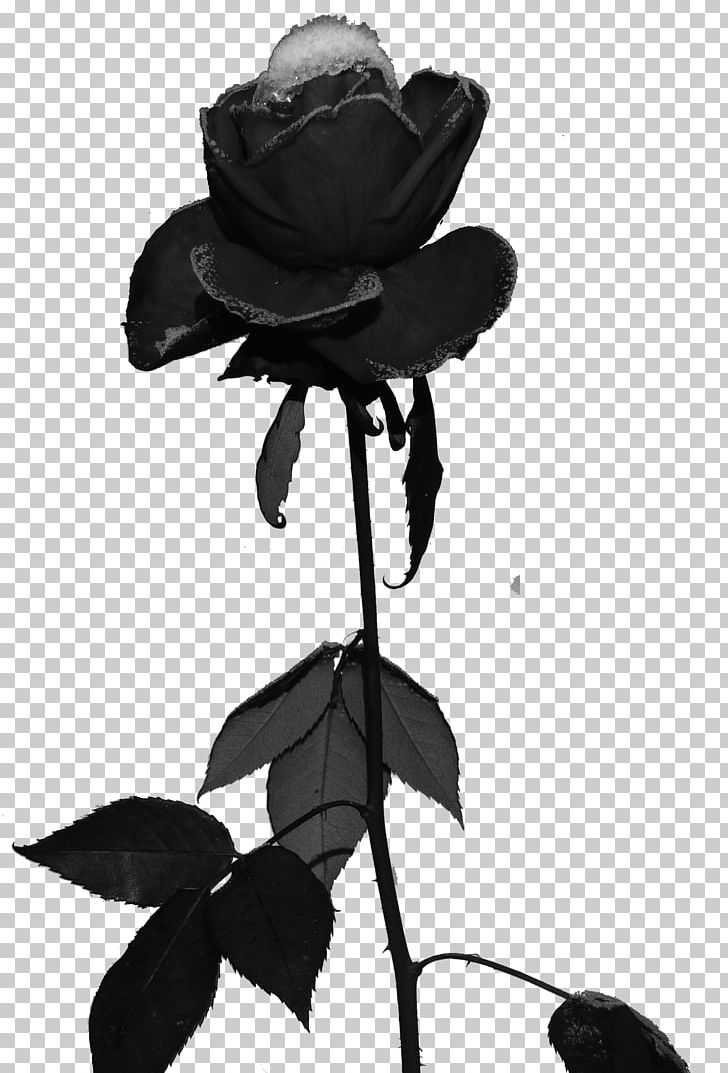 Soft Rime Black Rose Frost PNG, Clipart, Black, Black And White, Black Rose, Child, Color Free PNG Download