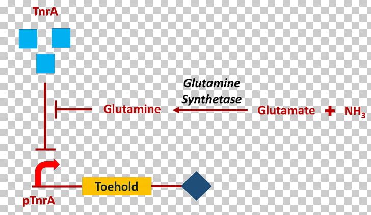 TEV Protease International Genetically Engineered Machine Organization Project Ammonia PNG, Clipart, Acid, Ammonia, Angle, Area, Brand Free PNG Download