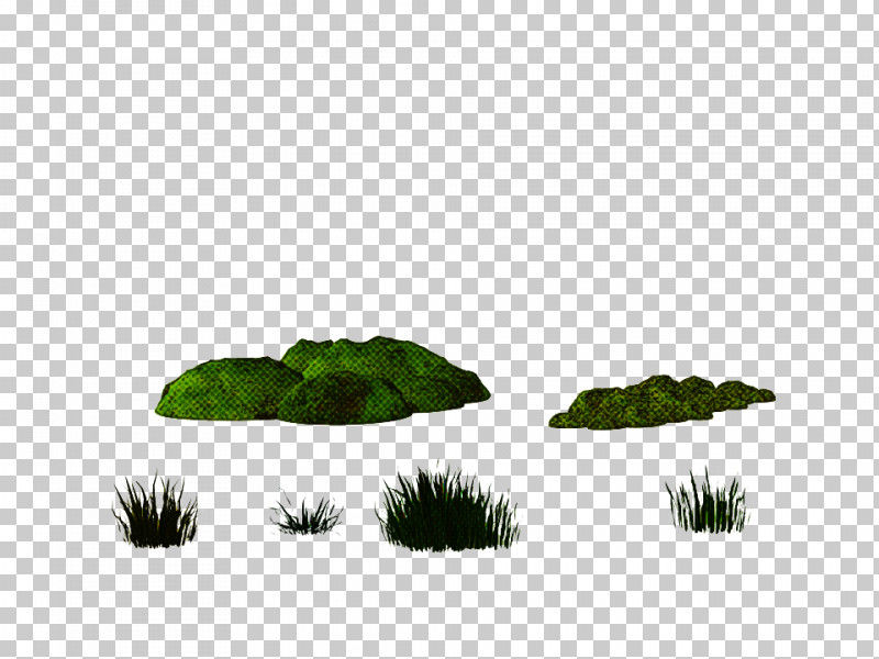 Green Leaf Grass Plant Non-vascular Land Plant PNG, Clipart, Chlorophyta, Grass, Green, Leaf, Nonvascular Land Plant Free PNG Download