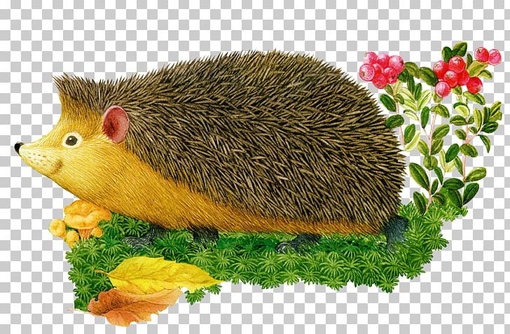 European Hedgehog Hemiechinus Desktop PNG, Clipart, Animal, Desktop Wallpaper, Domesticated Hedgehog, Dormouse, Drawing Free PNG Download