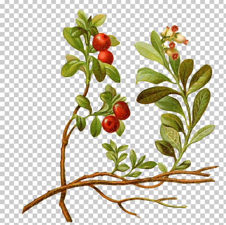 Lingonberry Vaccinium Macrocarpon Cherry Tree Plant PNG, Clipart, Aquifoliaceae, Balloon Cartoon, Bearberry, Berry, Botanical Illustration Free PNG Download
