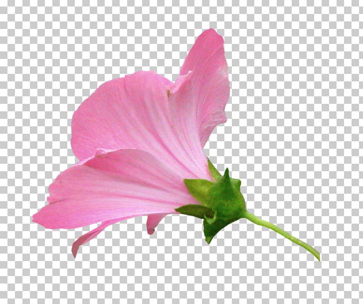 Mallows Pink M Herbaceous Plant Annual Plant PNG, Clipart, Annual Plant, Closeup, Family, Family Film, Flower Free PNG Download