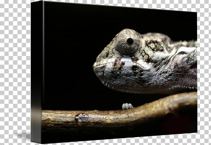 Scaled Reptiles Amphibian Fauna Snout PNG, Clipart, Amphibian, Fauna, Organism, Panther Chameleon, Reptile Free PNG Download