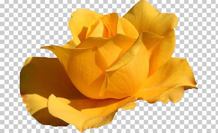Yellow Color Ping WQVGA PNG, Clipart, Closeup, Color, Fleur, Floribunda, Flower Free PNG Download