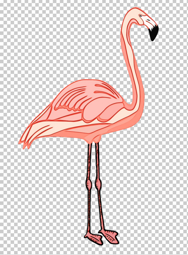 Flamingo PNG, Clipart, Beak, Biology, Birds, Flamingo, Meter Free PNG Download