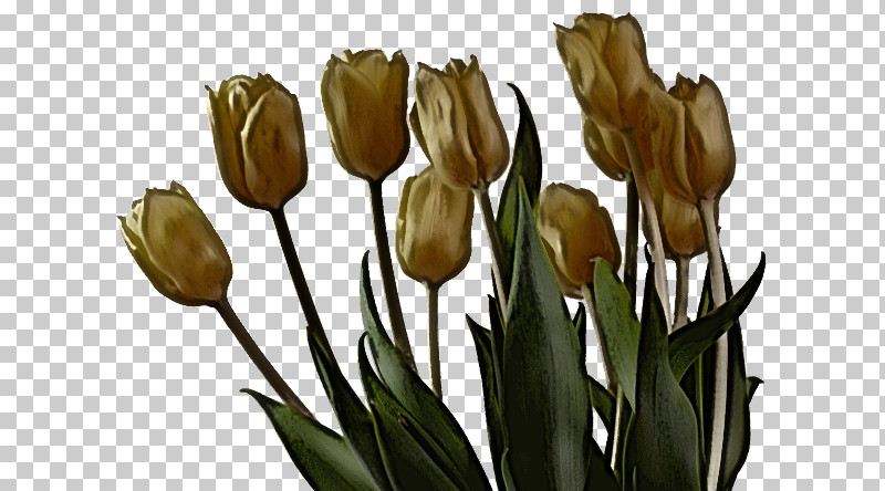 Flower Tulip Plant Lily Family Cut Flowers PNG, Clipart, Bud, Cut Flowers, Flower, Iris, Lady Tulip Free PNG Download