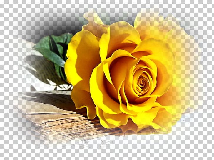 Rose Flower Desktop Yellow PNG, Clipart, Blue, Cicek, Cicek Resimler, Computer Wallpaper, Cut Flowers Free PNG Download