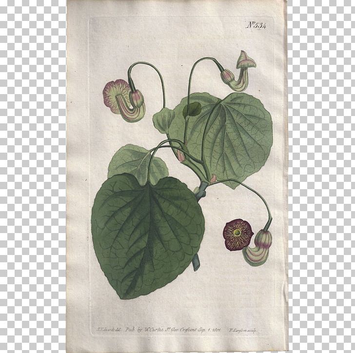 Textile Aristolochia Macrophylla Leaf Dutchman's Pipe PNG, Clipart,  Free PNG Download