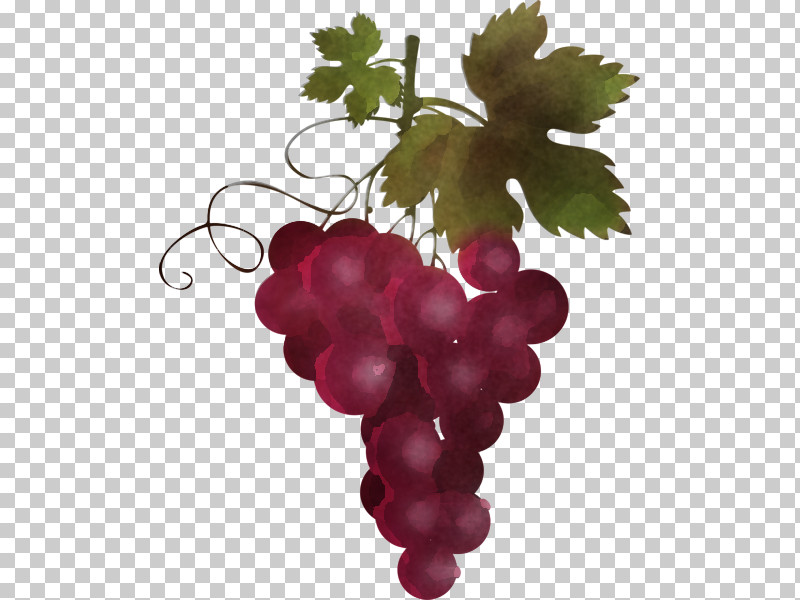Grape Grape Leaves Seedless Fruit Grapevine Family Vitis PNG, Clipart, Flower, Fruit, Grape, Grape Leaves, Grapevine Family Free PNG Download