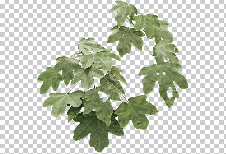 Field Maple Leaf Hedge Twig Sea PNG, Clipart, Branch, Hedge, Ivy, Leaf, Maple Free PNG Download