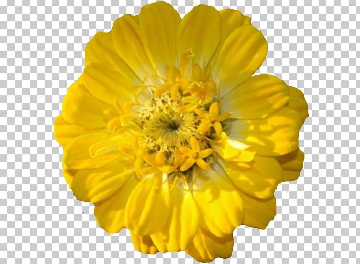 Flower Yellow Petal Seed Marigold PNG, Clipart, Annual Plant, Calendula, Catnip, Daisy Family, Flower Free PNG Download