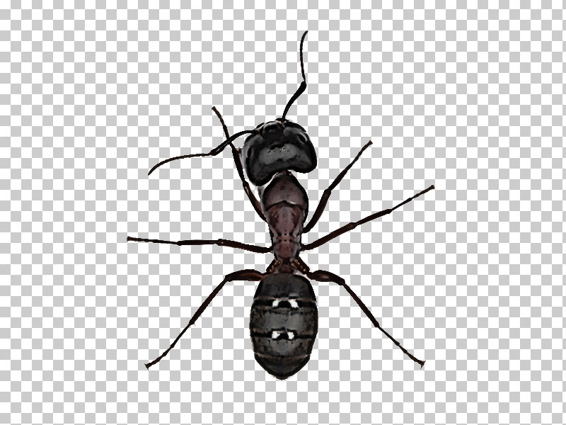 Insect Pest Carpenter Ant Ant Membrane-winged Insect PNG, Clipart, Ant, Carpenter Ant, Fly, Insect, Membranewinged Insect Free PNG Download