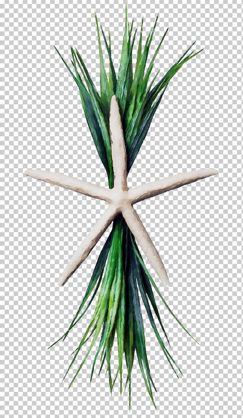 Leaf Plant Stem Grasses Arecales Plants PNG, Clipart, Arecales, Biology, Grasses, Leaf, Paint Free PNG Download